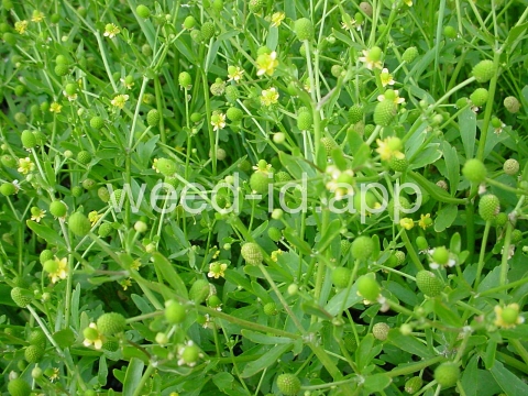 buttercup, crowfoot